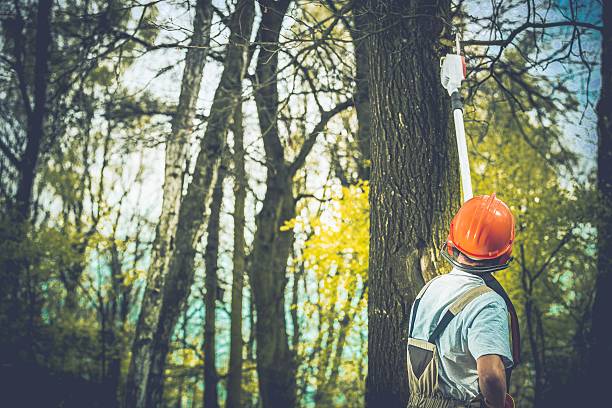 How Our Tree Care Process Works  in  Owens Cross Roads, AL